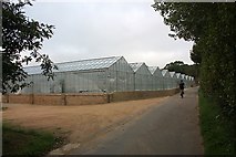 WV6947 : Glasshouses, Les Tours Farm, St Clements by Bob Embleton